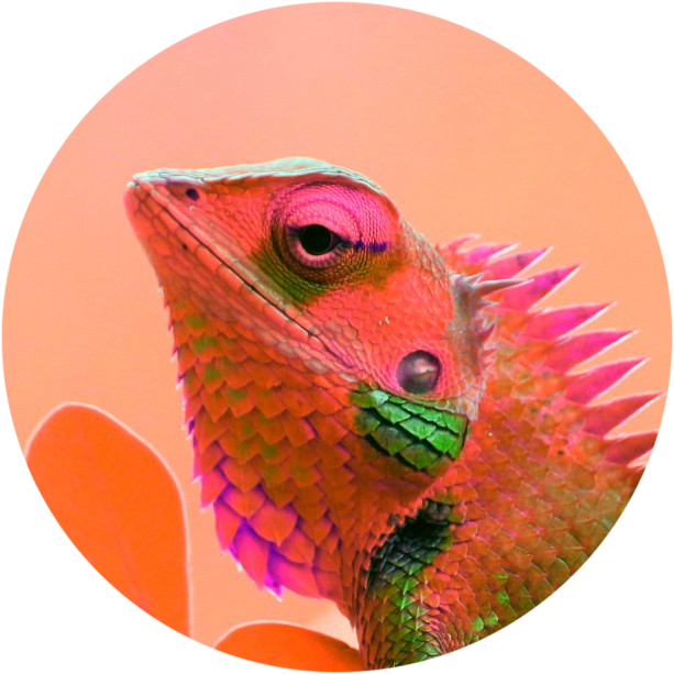 The Chameleon's icon